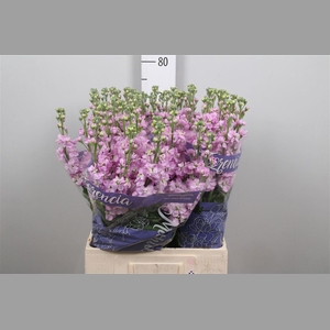 Matth Mathilda Pink
