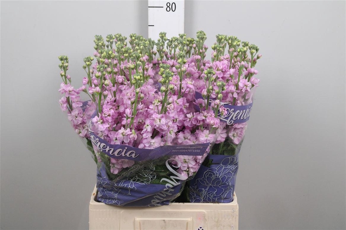 <h4>Matth Mathilda Pink</h4>