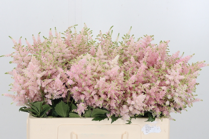 <h4>Astilbe Europa Roze</h4>