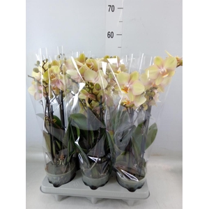 Phalaenopsis   ...yellow