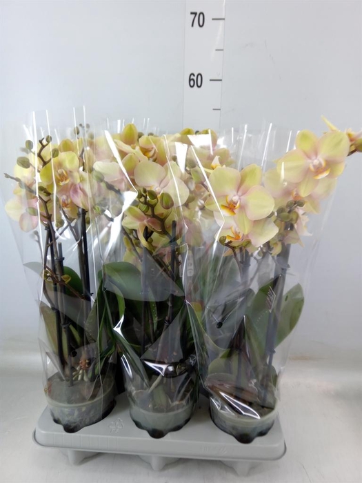 <h4>Phalaenopsis   ...yellow</h4>