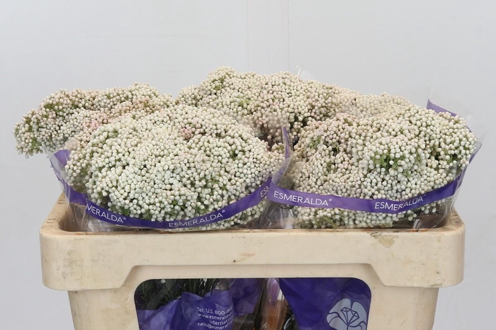 <h4>Ozothamnus Cooks Snow White</h4>