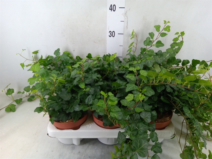 <h4>Hedera helix 'Wonder'</h4>