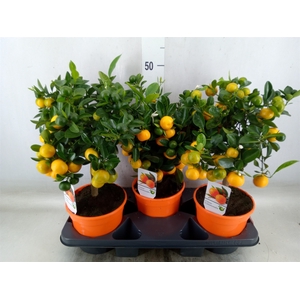 Citrus   ...