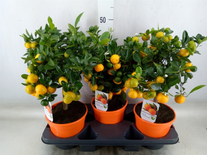 <h4>Citrus   ...</h4>