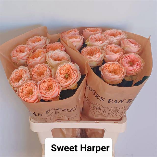 Rosa Garden Harper Sweet