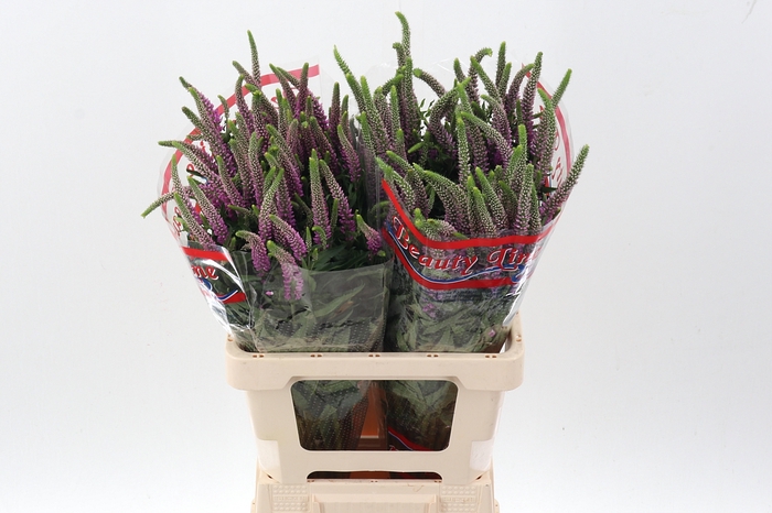 <h4>Veron L Skyler Pink</h4>