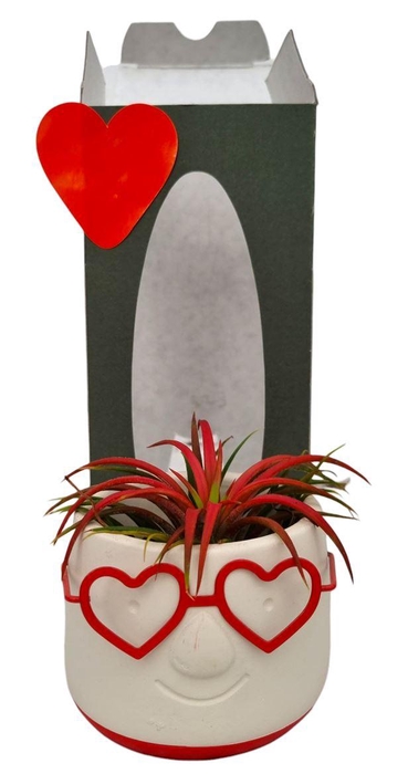 <h4>Arrangementen Tillandsia 6%</h4>