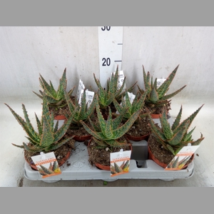 Aloe   ...