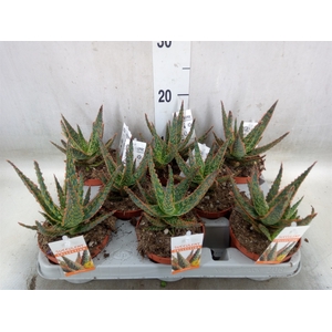 Aloe   ...