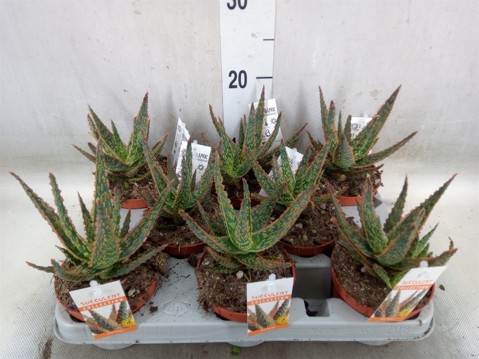 <h4>Aloe   ...</h4>