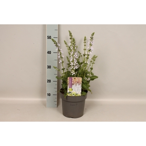 vaste planten 19 cm  Salvia Vanity Flair