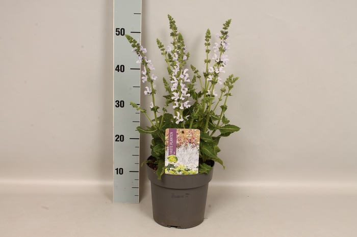 vaste planten 19 cm  Salvia Vanity Flair