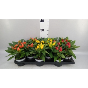 Capsicum annuum 'Samba'   ...mix