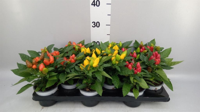 <h4>Capsicum annuum 'Samba'   ...mix</h4>