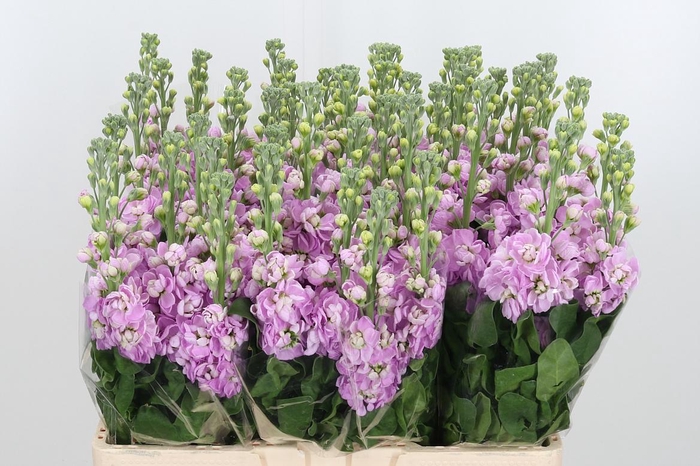 <h4>Matth Mathilda Pink</h4>