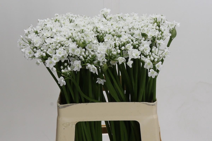 <h4>Allium Flocon</h4>