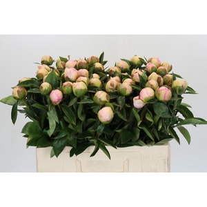 Paeonia Raspberry Sundae