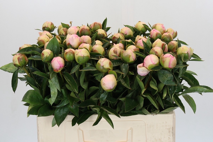 <h4>Paeonia Raspberry Sundae</h4>