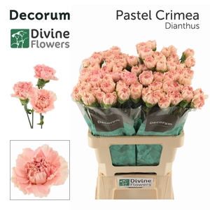 Dianthus ST 'Pastel Crimea'
