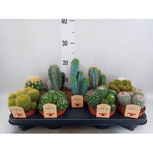 Cactus   ...mix
