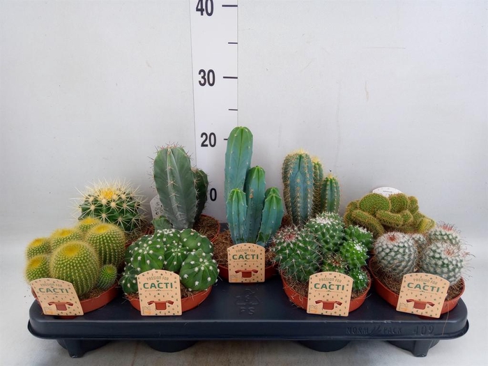 <h4>Cactus   ...mix</h4>