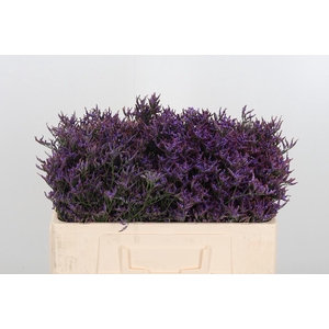 Lim Safora Dark Blue