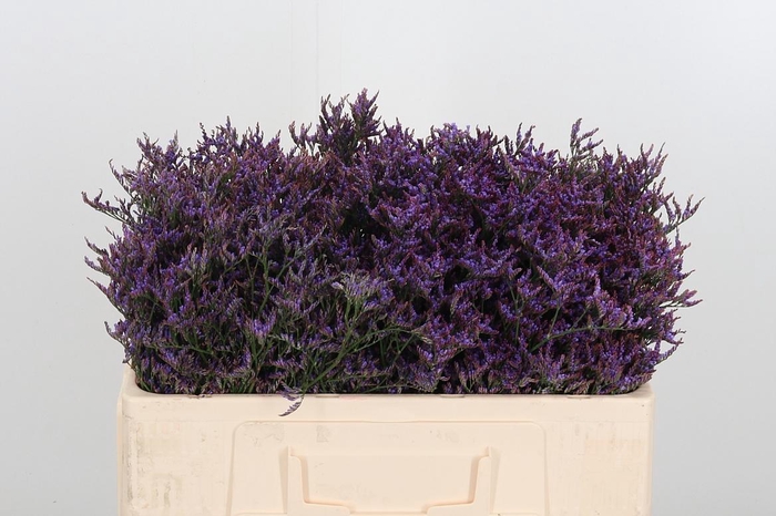 <h4>Lim Safora Dark Blue</h4>