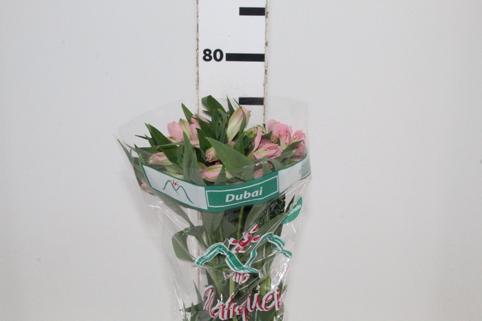 <h4>ALSTROEMERIA DUBAI 080 CM</h4>