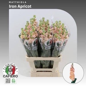 Matthiola Iron Apricot
