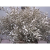 Ruscus Prik Platina Glitter