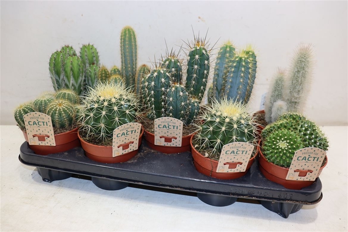 <h4>Cactus Gem</h4>