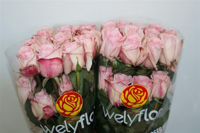 R GR PINK OHARA Welyflor