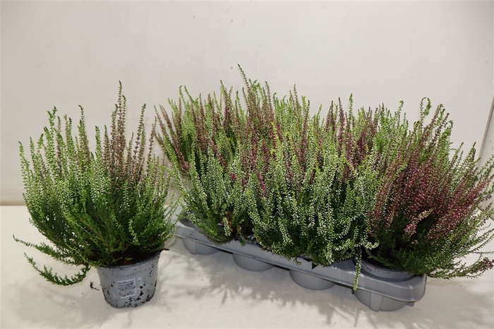 <h4>Callu Nova Gem 3 Kl</h4>