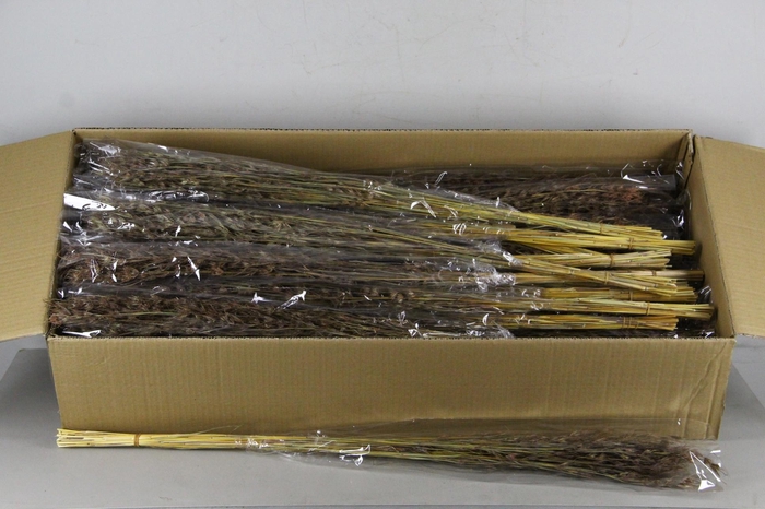 <h4>DF Trill Grass Bs 50gr</h4>