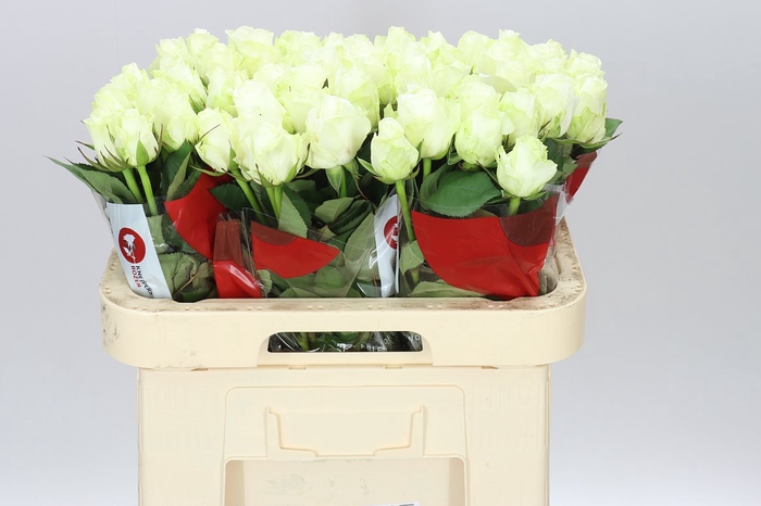 <h4>Rosa Gr Countdown Ex</h4>