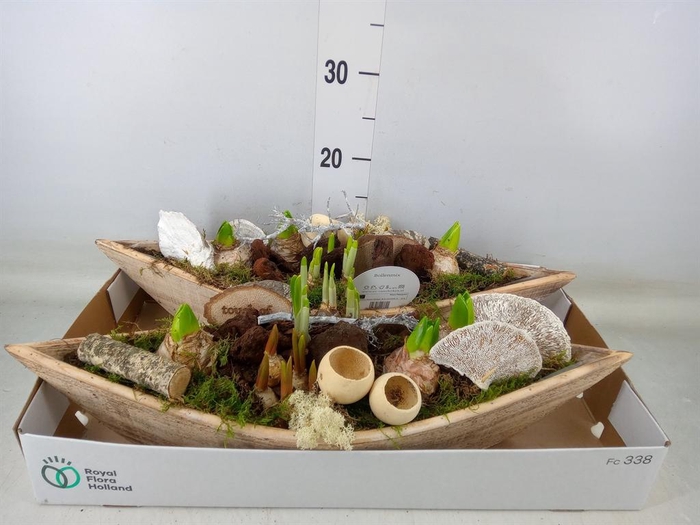 <h4>Arr. Bol/Knolgewas L%</h4>