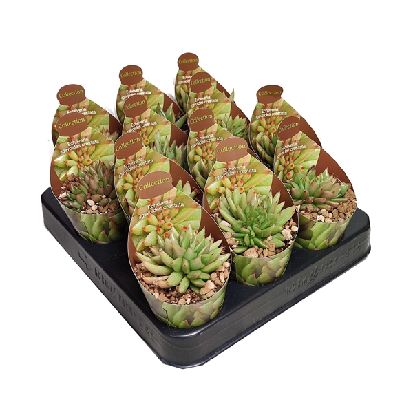 <h4>ECHEVERIA AGAVOIDES CRESTATA - POT Ø 6,5 - COLLECTION WITH POTCOVER (SUCCULENTEN)</h4>