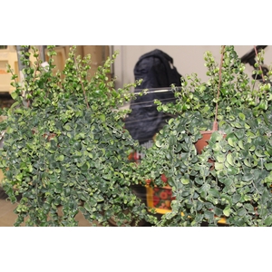 AESCHYNANTHUS RASTA C21