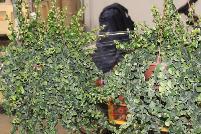 AESCHYNANTHUS RASTA C21