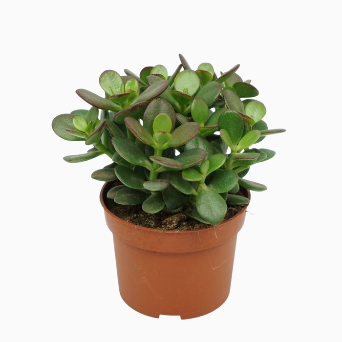 <h4>Crassula ovata 'Minor'</h4>