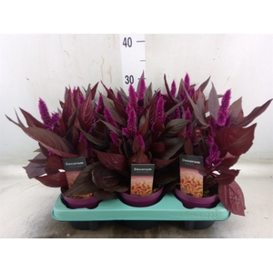 Celosia arg. SP 'Mystic Shades'