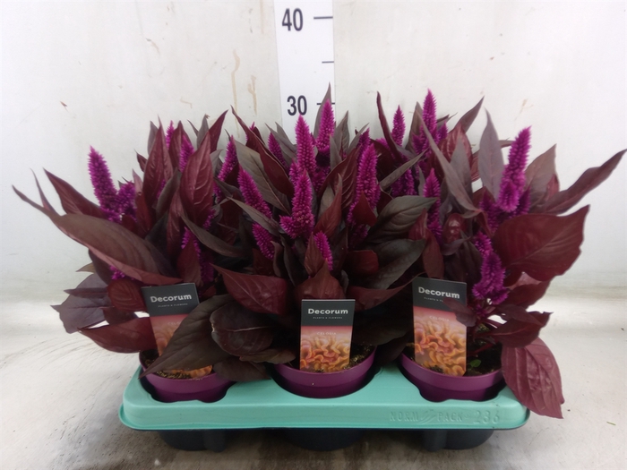 <h4>Celosia arg. SP 'Mystic Shades'</h4>