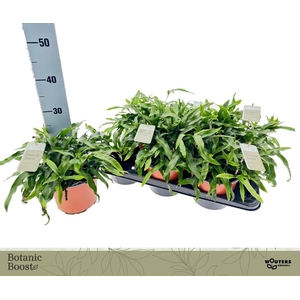 MICROS DIVERSIFOLIUM