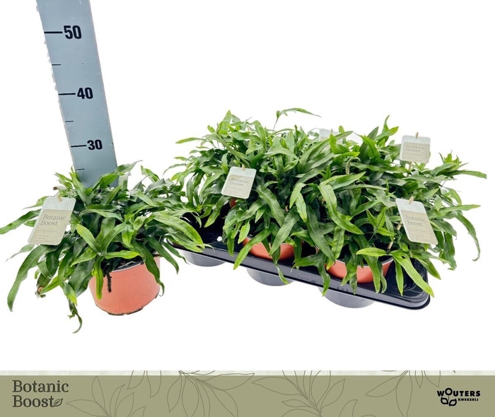 <h4>MICROS DIVERSIFOLIUM</h4>