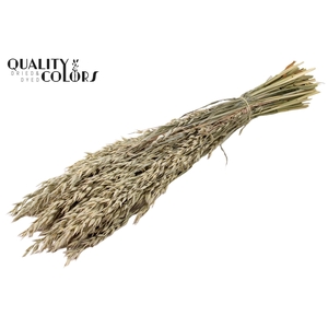 Avena per bunch Frosted White