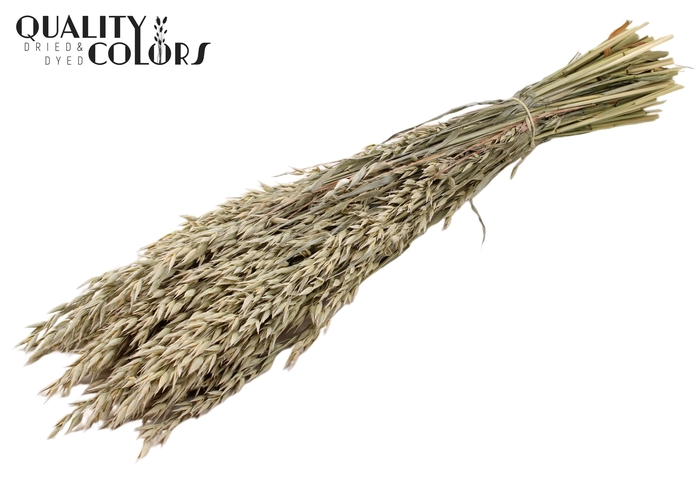 <h4>Avena per bunch Frosted White</h4>