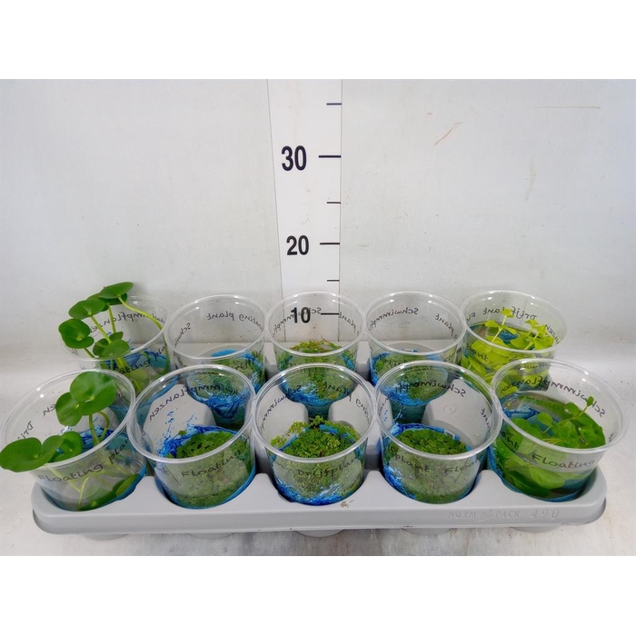 <h4>Drijfplanten   ...mix</h4>