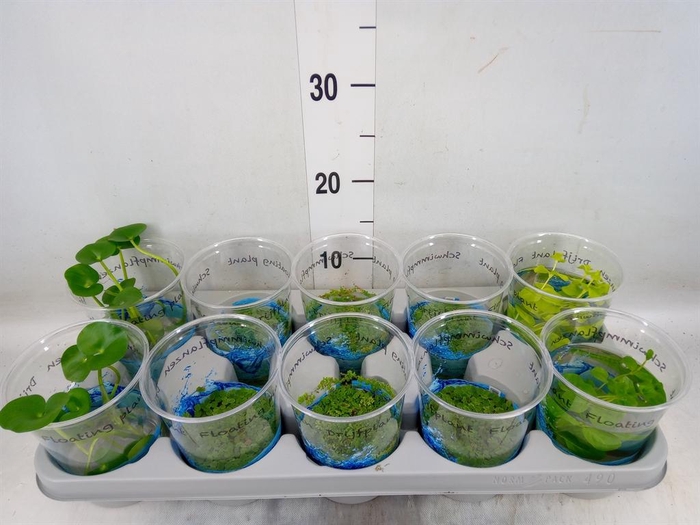 <h4>Drijfplanten ...mix</h4>