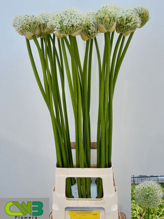 Allium Mount Everest